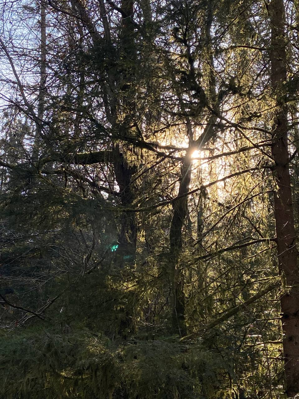 Wir sehen Licht durch Äste eines Baums im Wald durchdringen