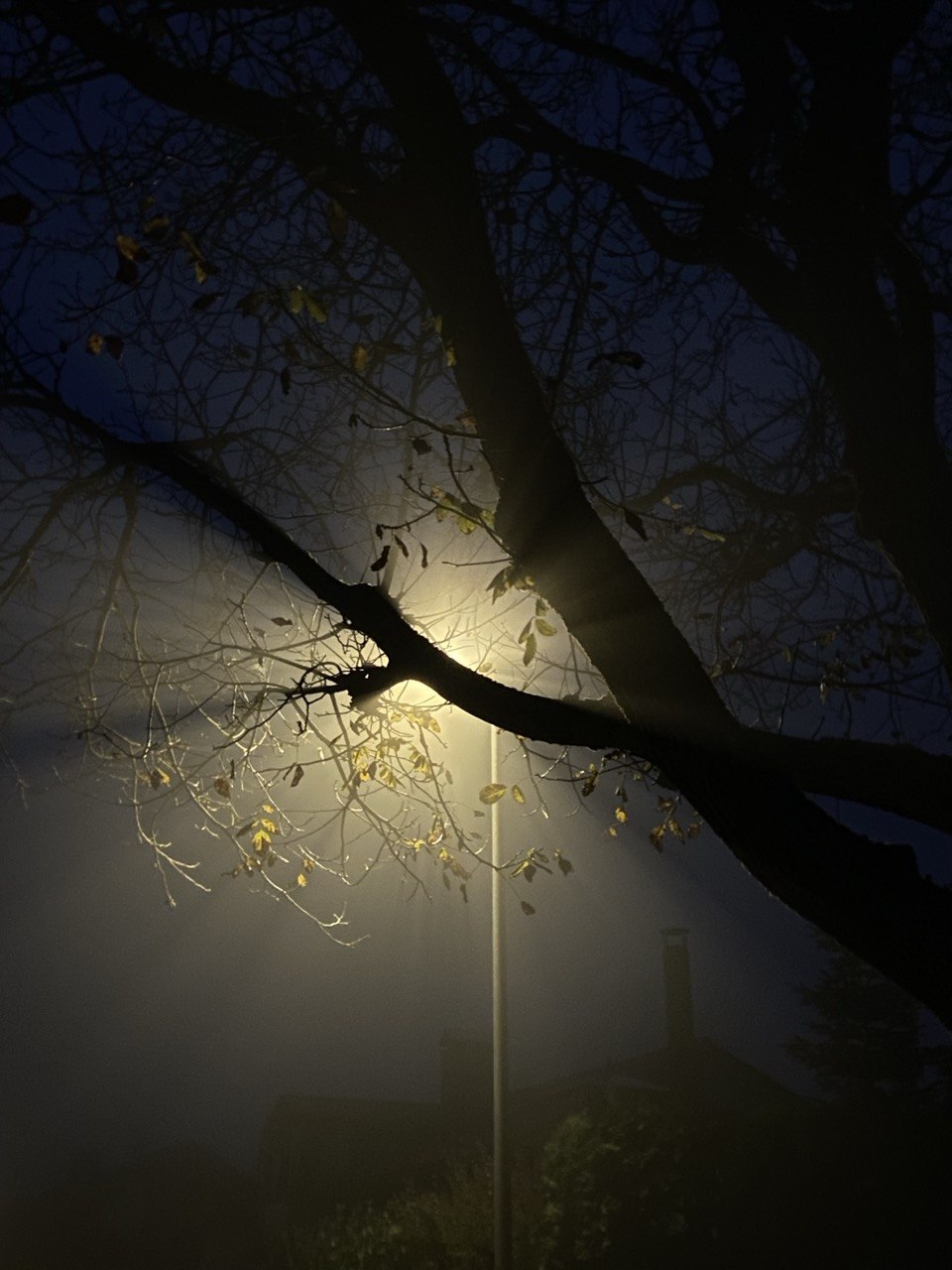 Ein dunkler Baum mit lich das durchscheint